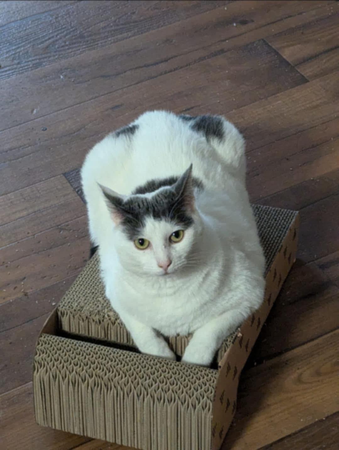 Enlarge Milo (SA), a Adoptable Domestic Short Hair in Greenville, SC image 4/6