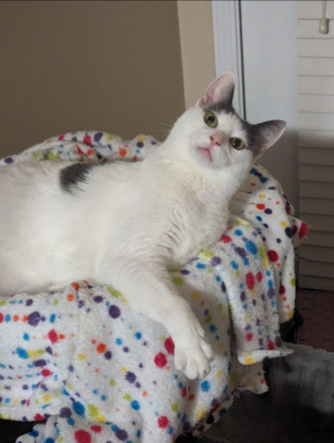 Enlarge Milo (SA), a Adoptable Domestic Short Hair in Greenville, SC image 5/6