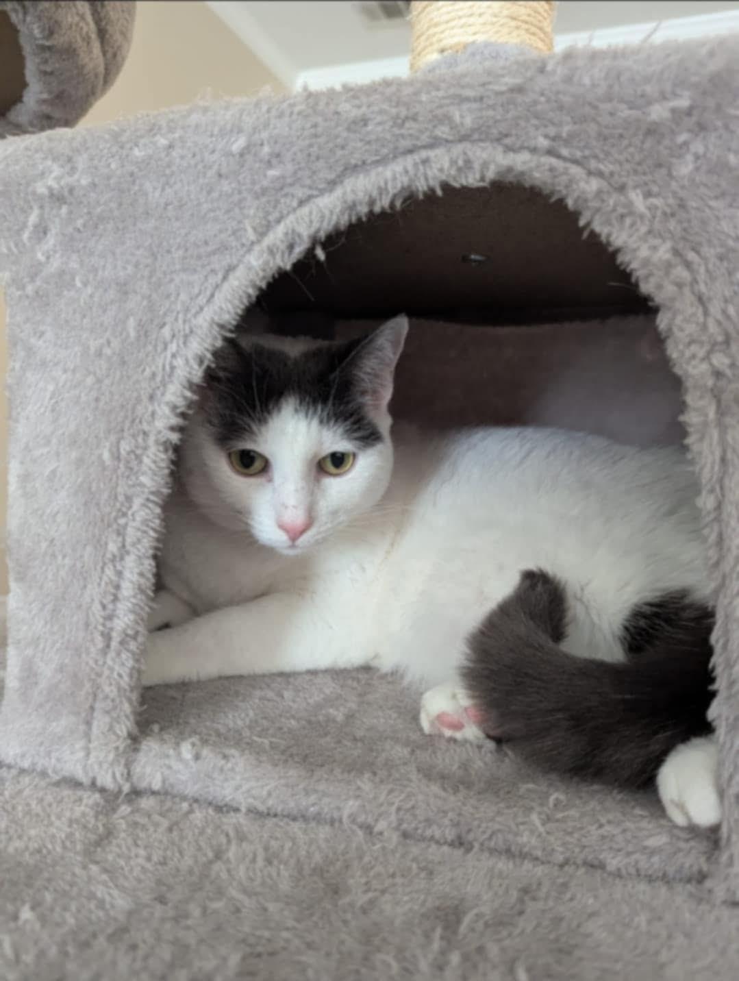 Enlarge Milo (SA), a Adoptable Domestic Short Hair in Greenville, SC image 6/6