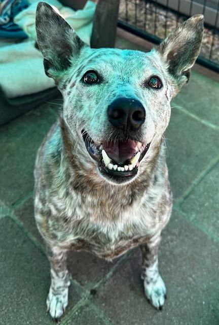 Enlarge Sammy, a Adoptable mixed breed in Lemoore, CA image 2/2