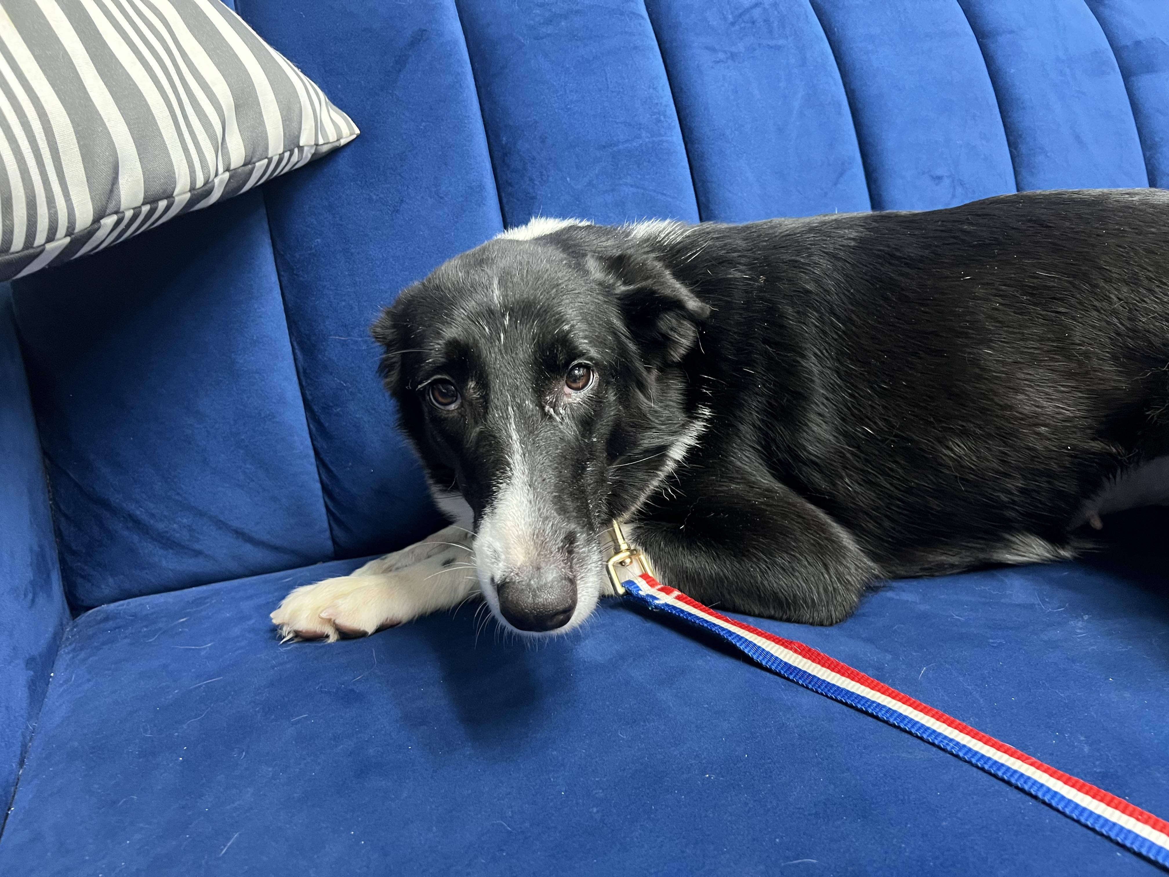 Mercedes, Adoptable, Adult Female Border Collie.