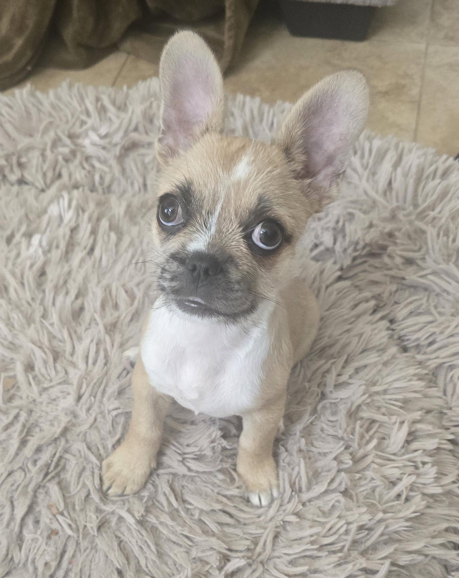 Pebbles, Adopted, Puppy Female French Bulldog & Shih Tzu.