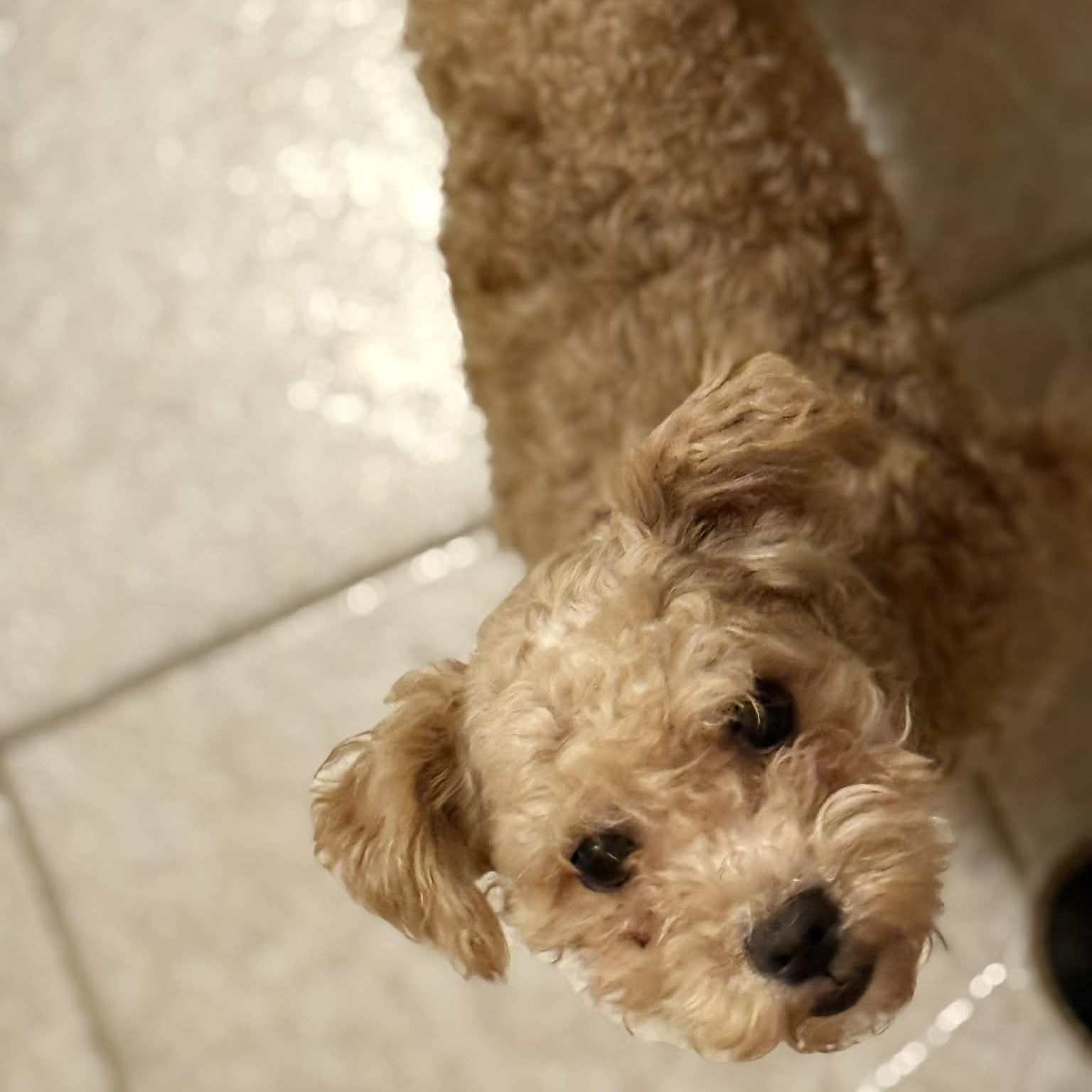 Enlarge Suzy (bonded pair), a ADOPTABLE Poodle (Toy) in Homer Glen, IL image 2/4