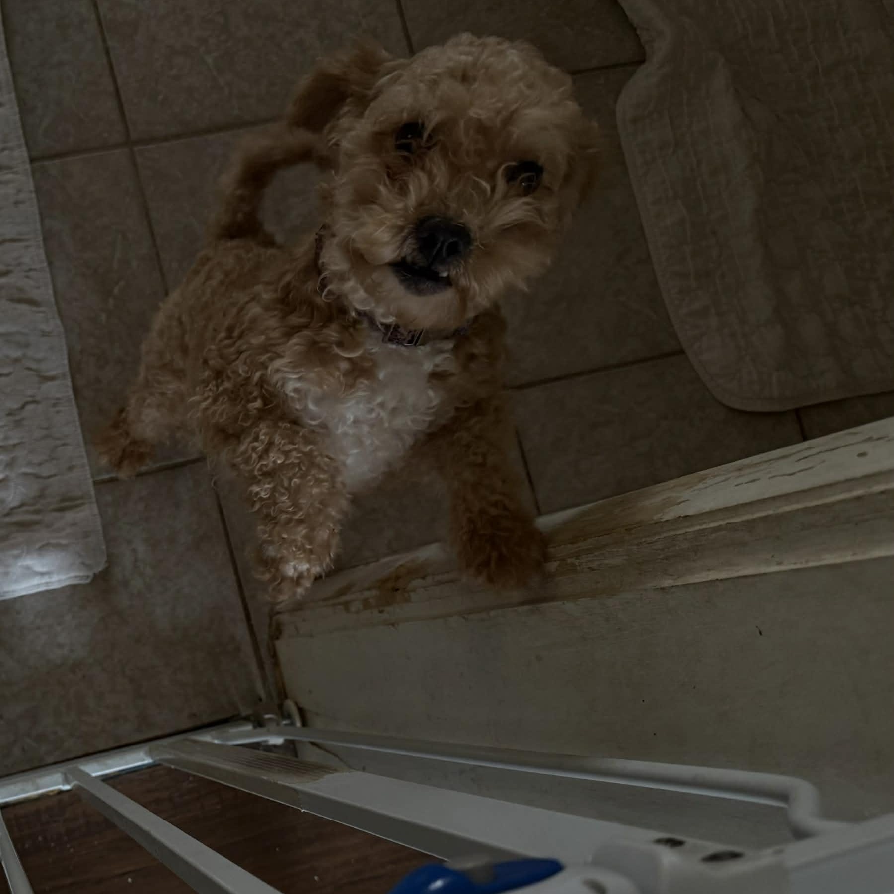 Enlarge Suzy (bonded pair), a ADOPTABLE Poodle (Toy) in Homer Glen, IL image 3/4