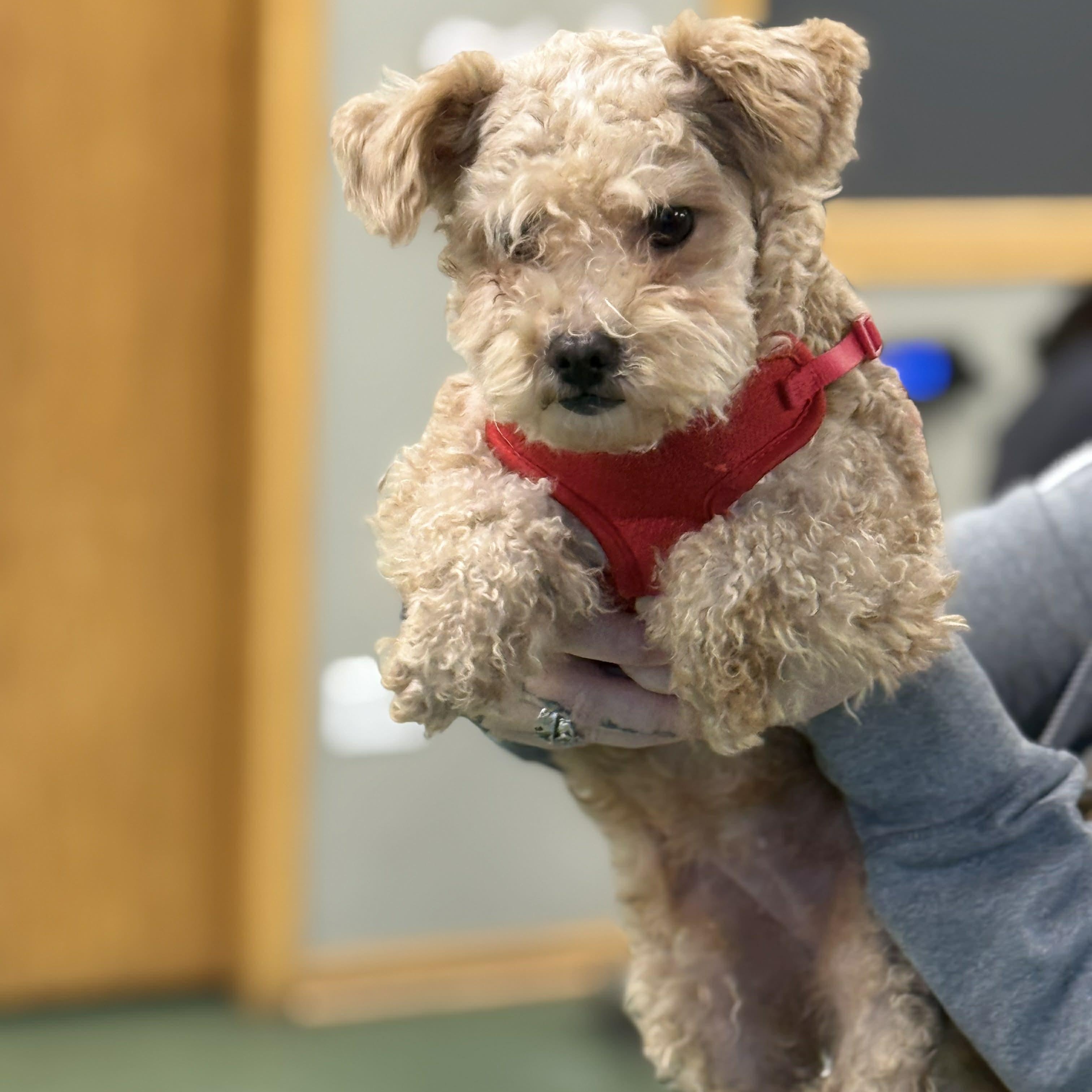 Suzy (bonded pair), ADOPTABLE, Young Female Poodle (Toy).