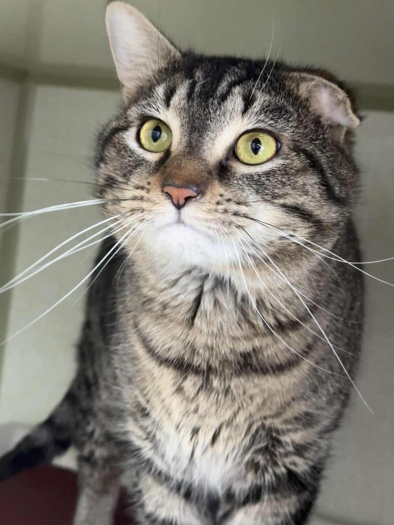 Enlarge Pinhead Larry, a Adoptable mixed breed in Marion, OH image 1/1