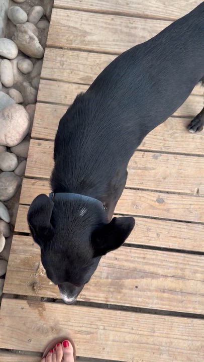 Enlarge Knox, a Adoptable mixed breed in Denver, CO video 1/6