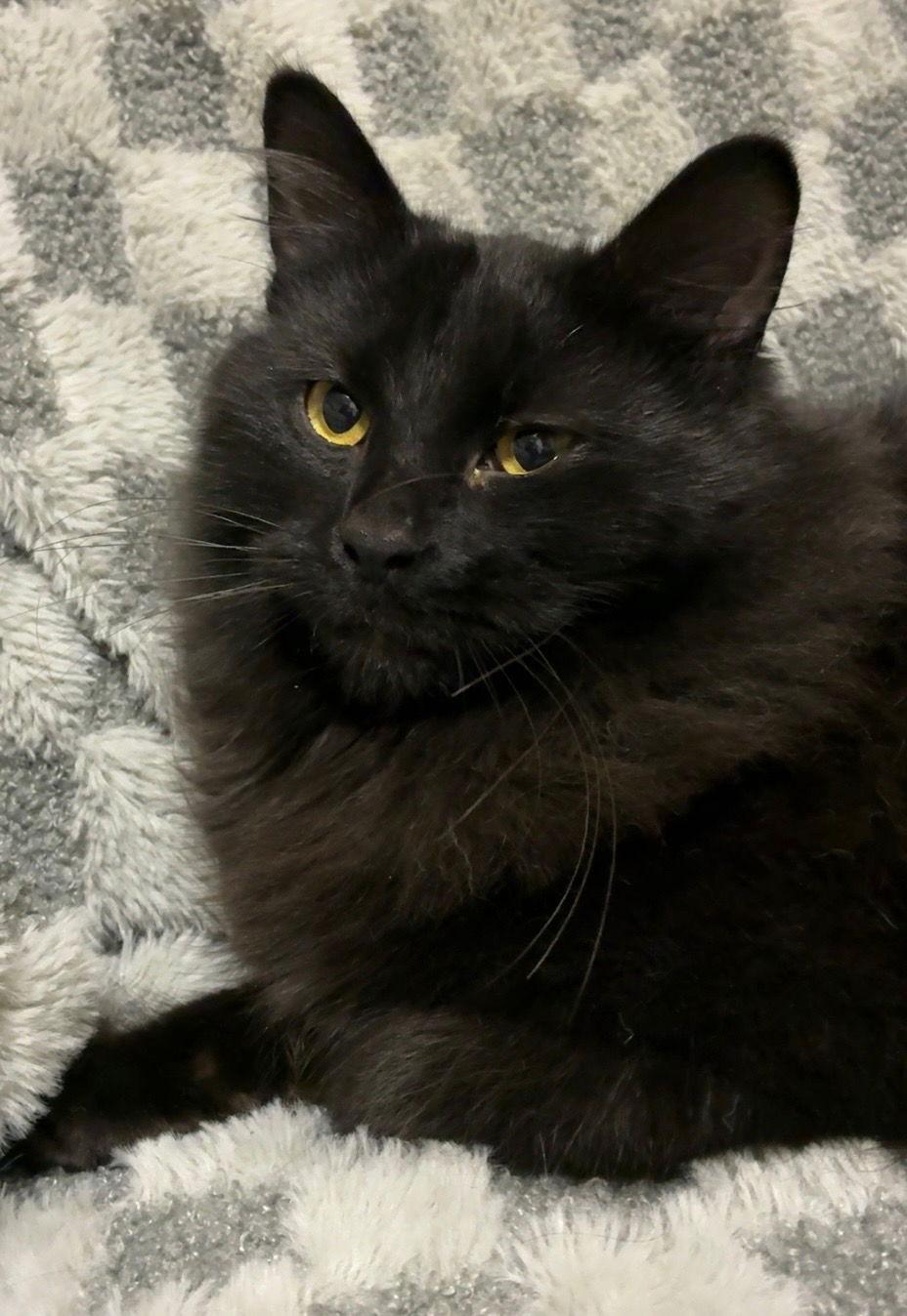 Ali, Adopted, Kitten Male Domestic Long Hair.