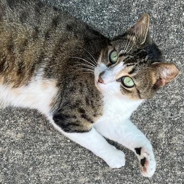 Mitzi Coming In, a ADOPTABLE Domestic Short Hair in Clifton, NJ image 2/6