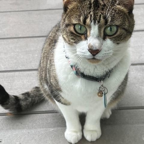 Enlarge Mitzi , a ADOPTABLE Domestic Short Hair in Clifton, NJ image 4/6