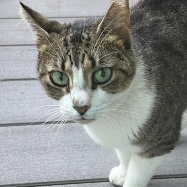 Mitzi Coming In, ADOPTABLE, Adult Female Domestic Short Hair.