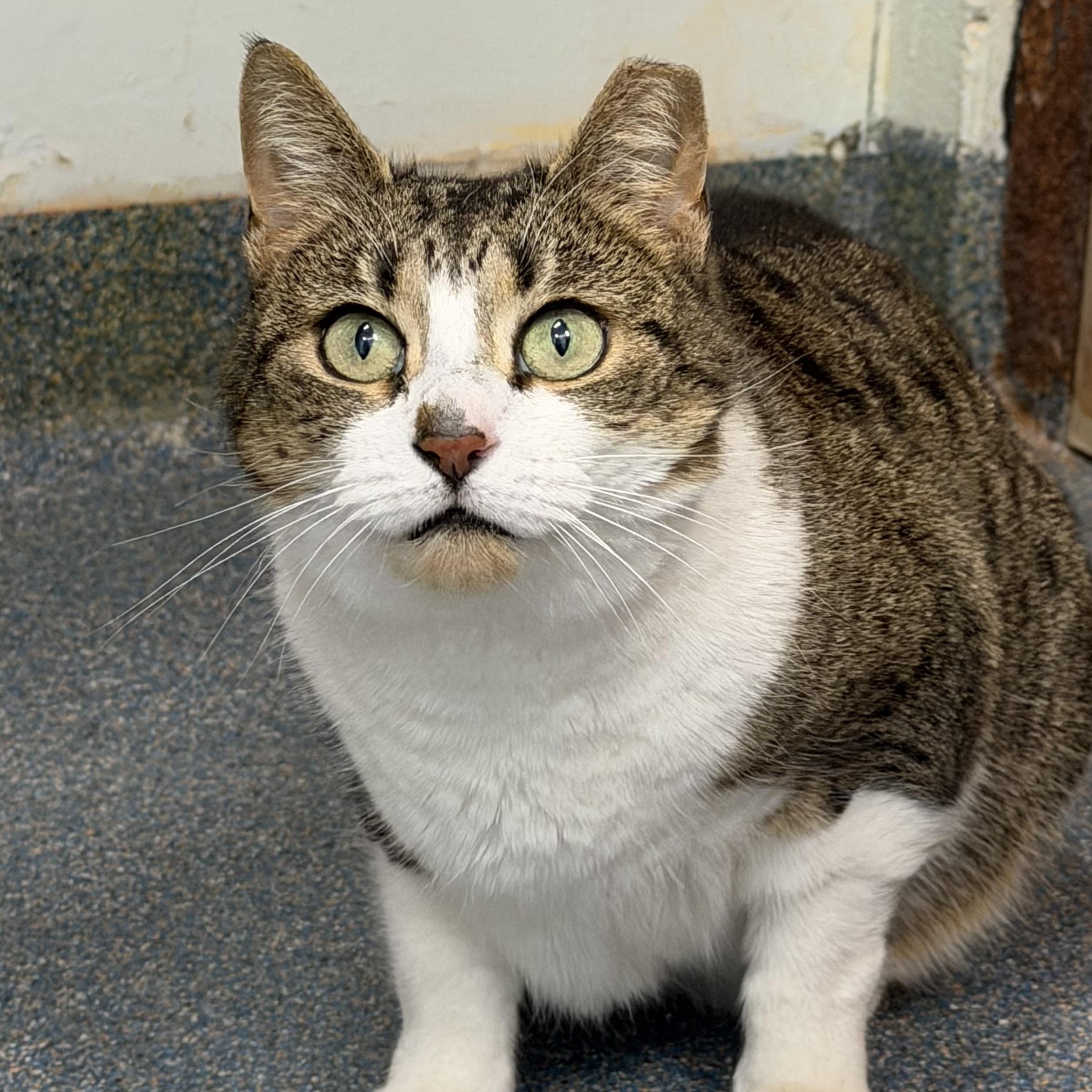 Enlarge Mitzi , a ADOPTABLE Domestic Short Hair in Clifton, NJ image 1/6