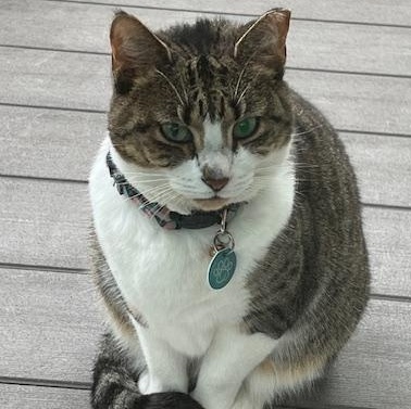 Mitzi Coming In, a ADOPTABLE Domestic Short Hair in Clifton, NJ image 3/6