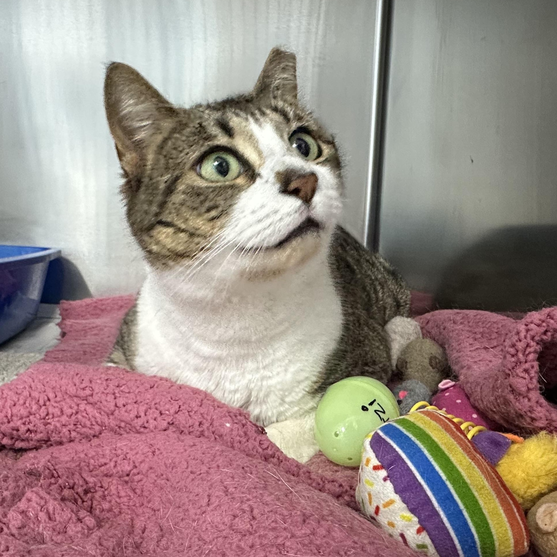 Enlarge Mitzi , a ADOPTABLE Domestic Short Hair in Clifton, NJ image 6/6