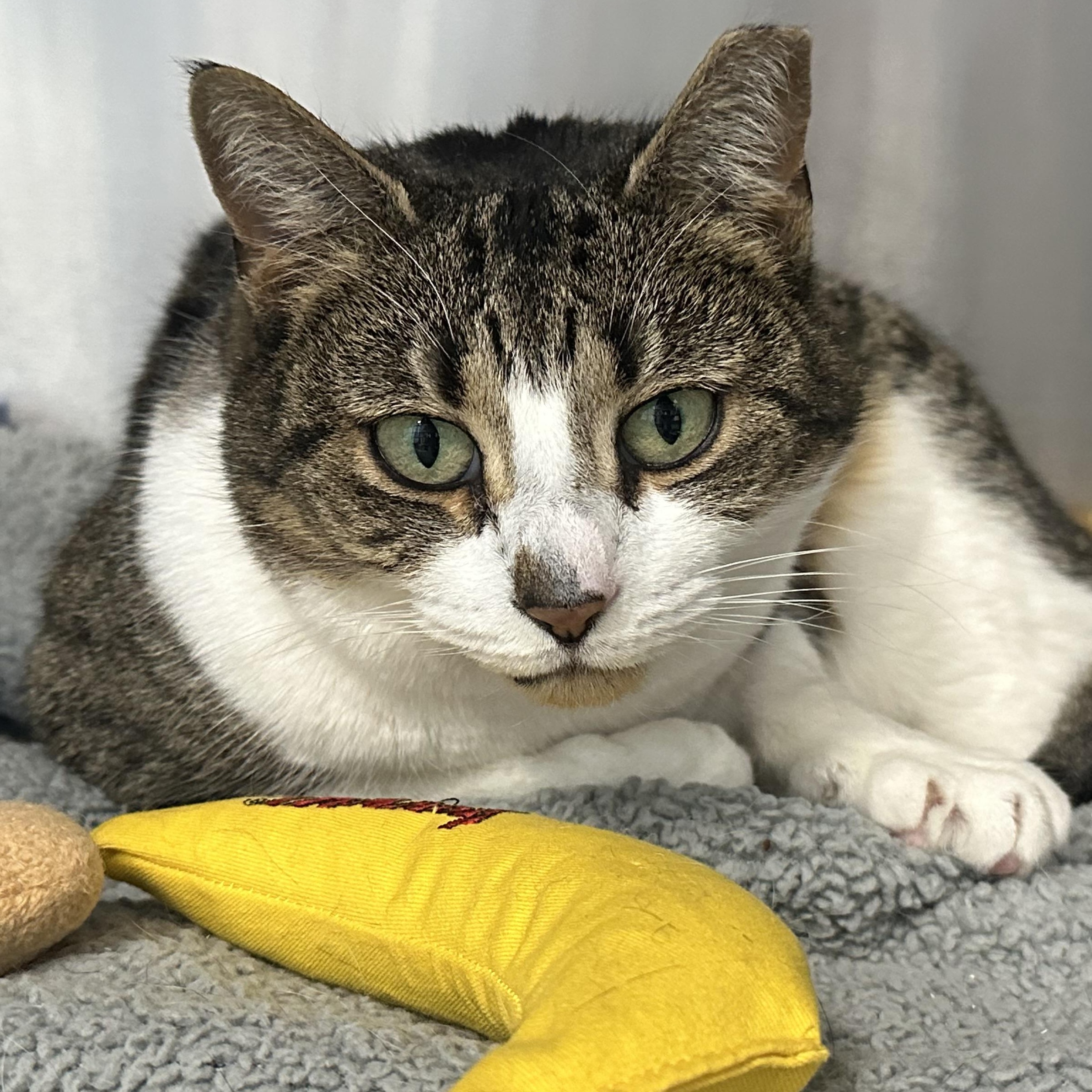 Enlarge Mitzi , a ADOPTABLE Domestic Short Hair in Clifton, NJ image 2/6