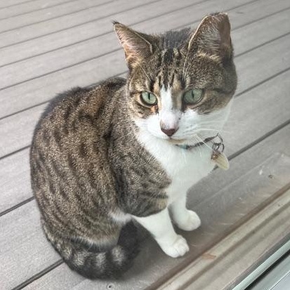 Mitzi Coming In, a ADOPTABLE Domestic Short Hair in Clifton, NJ image 4/6