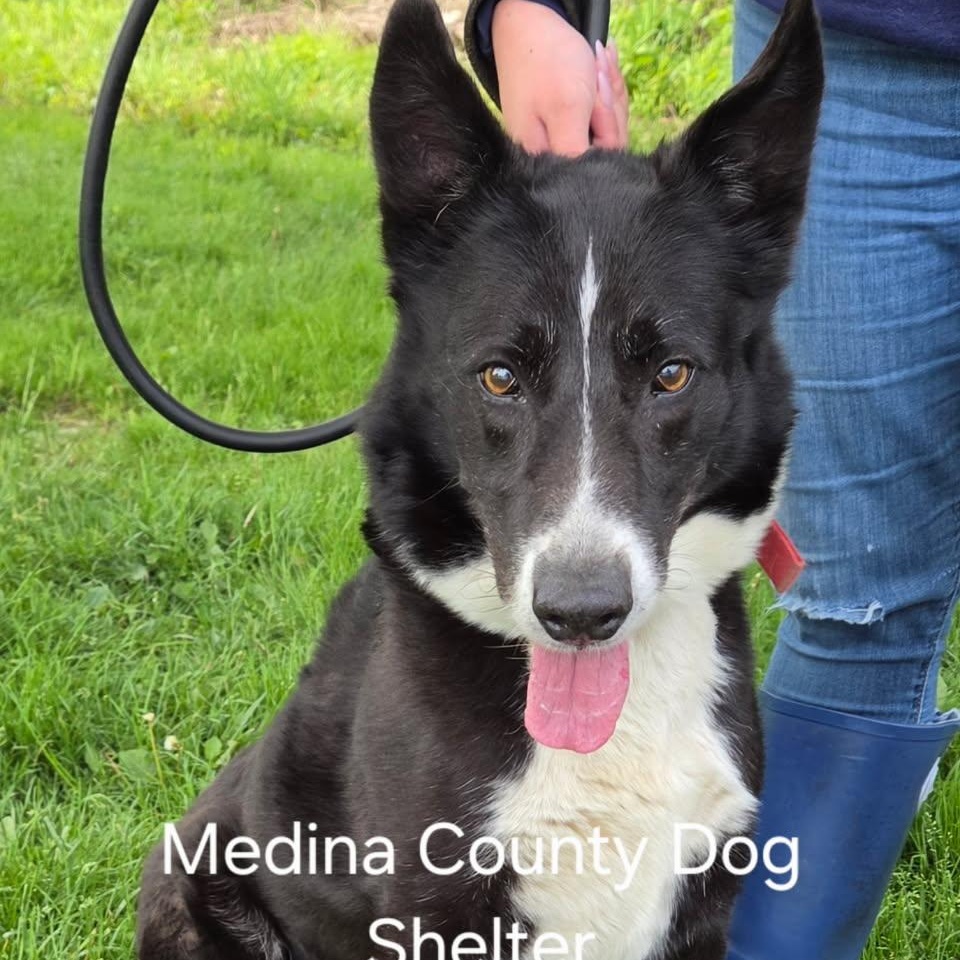 Simon, ADOPTABLE, Adult Male Karelian Bear Dog.