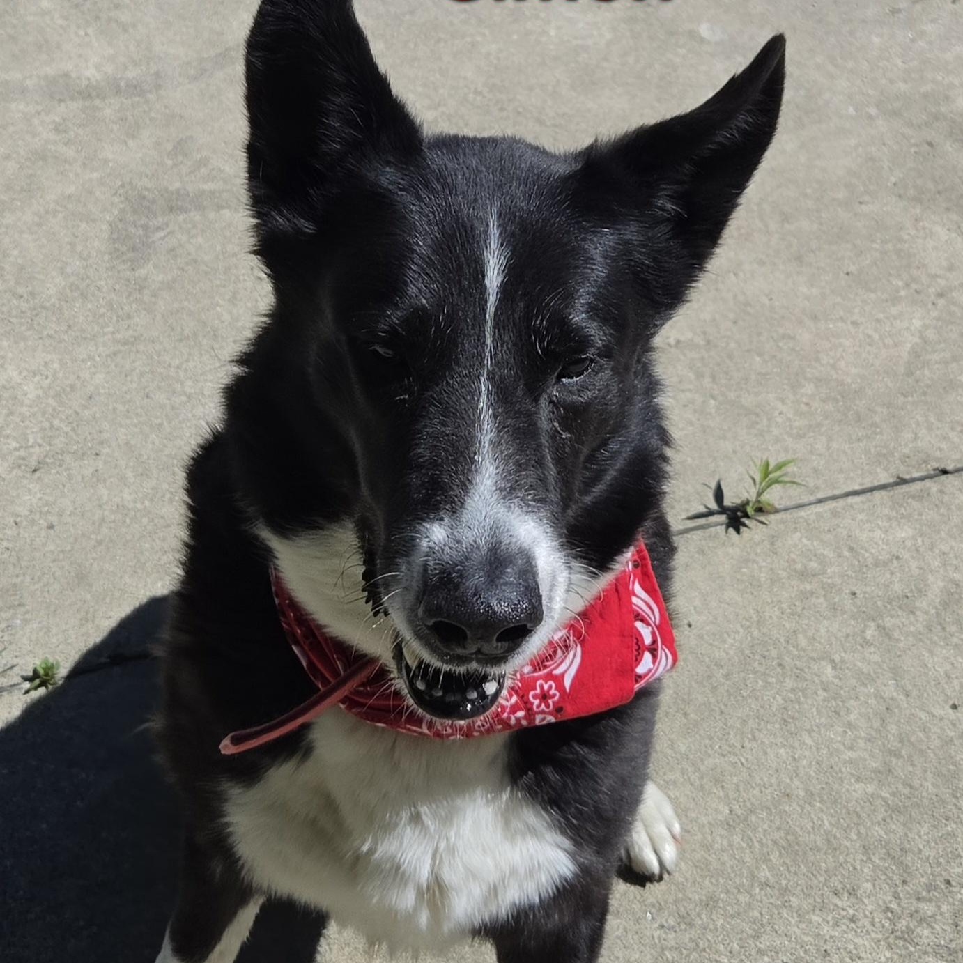 Simon, ADOPTABLE, Adult Male Karelian Bear Dog.