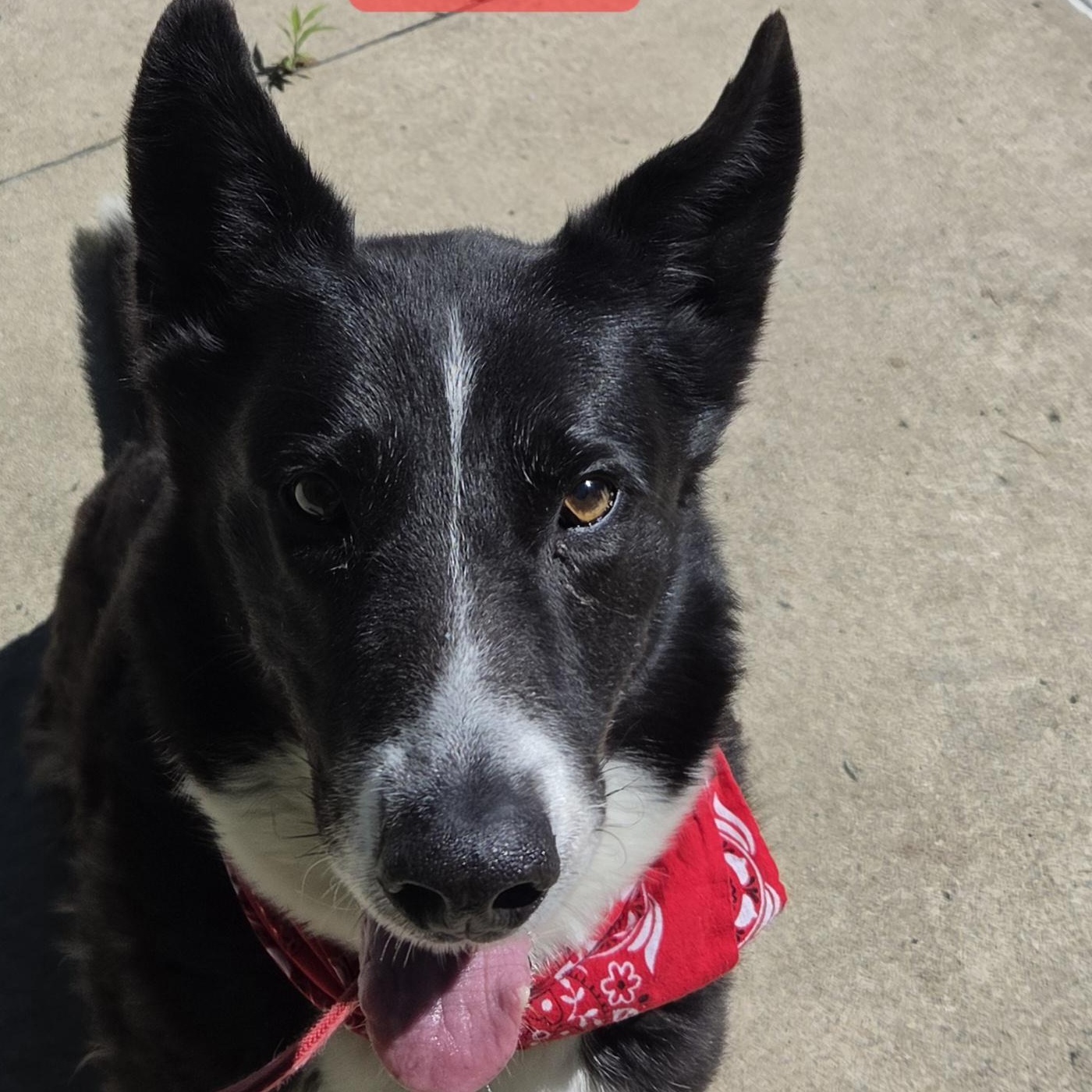 Enlarge Simon, a ADOPTABLE Karelian Bear Dog in Medina, OH image 2/3