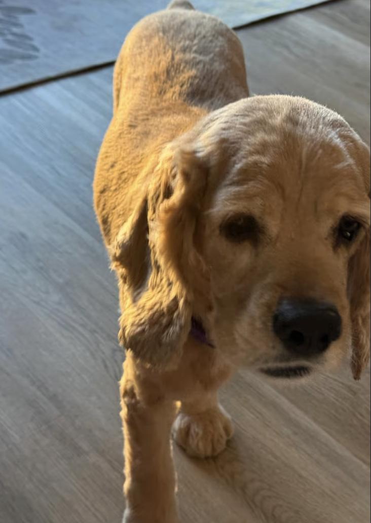 Enlarge Blondie, a ADOPTABLE Cocker Spaniel in Oakland, CA image 3/3