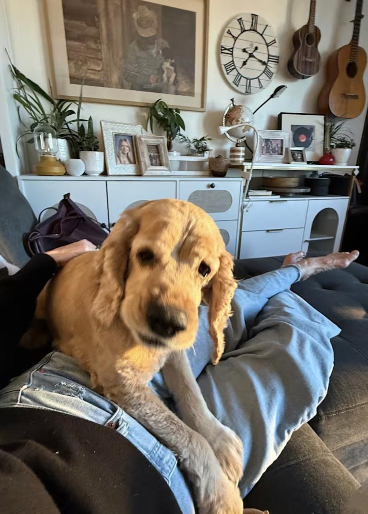 Enlarge Blondie, a ADOPTABLE Cocker Spaniel in Oakland, CA image 2/3