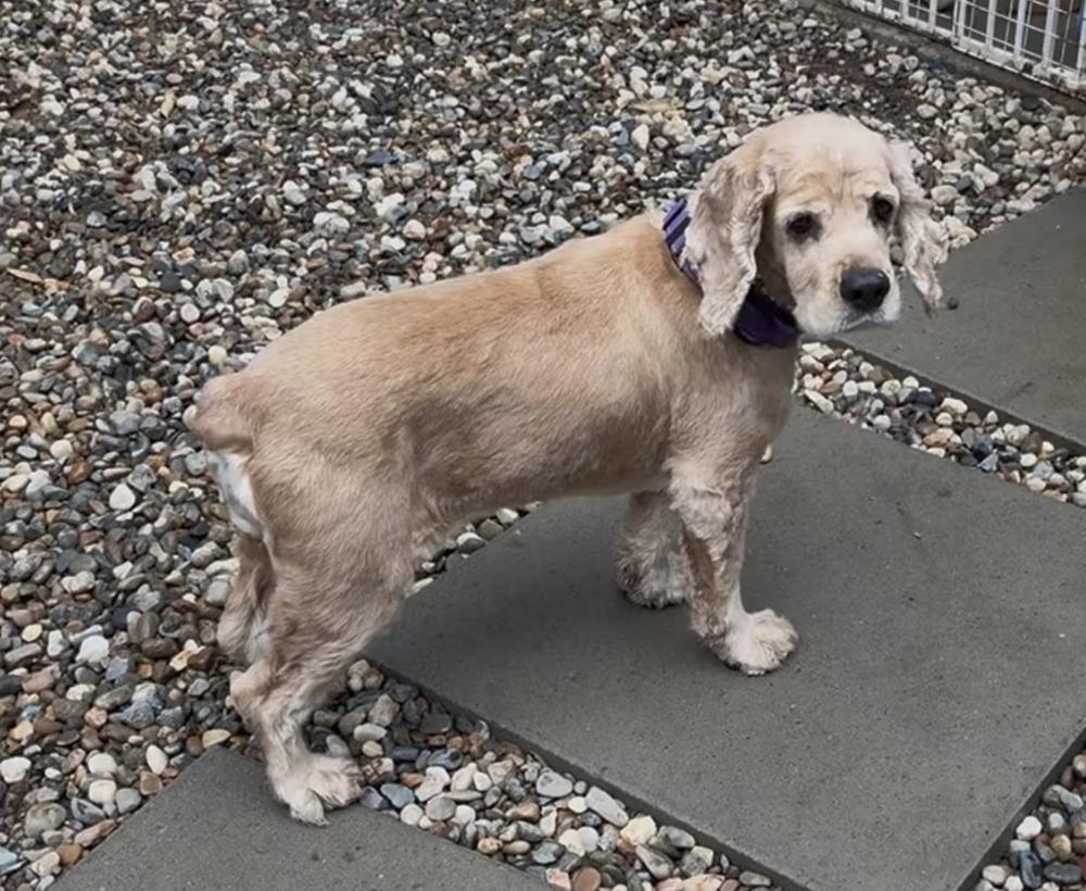 Blondie, ADOPTABLE, Adult Female Cocker Spaniel.