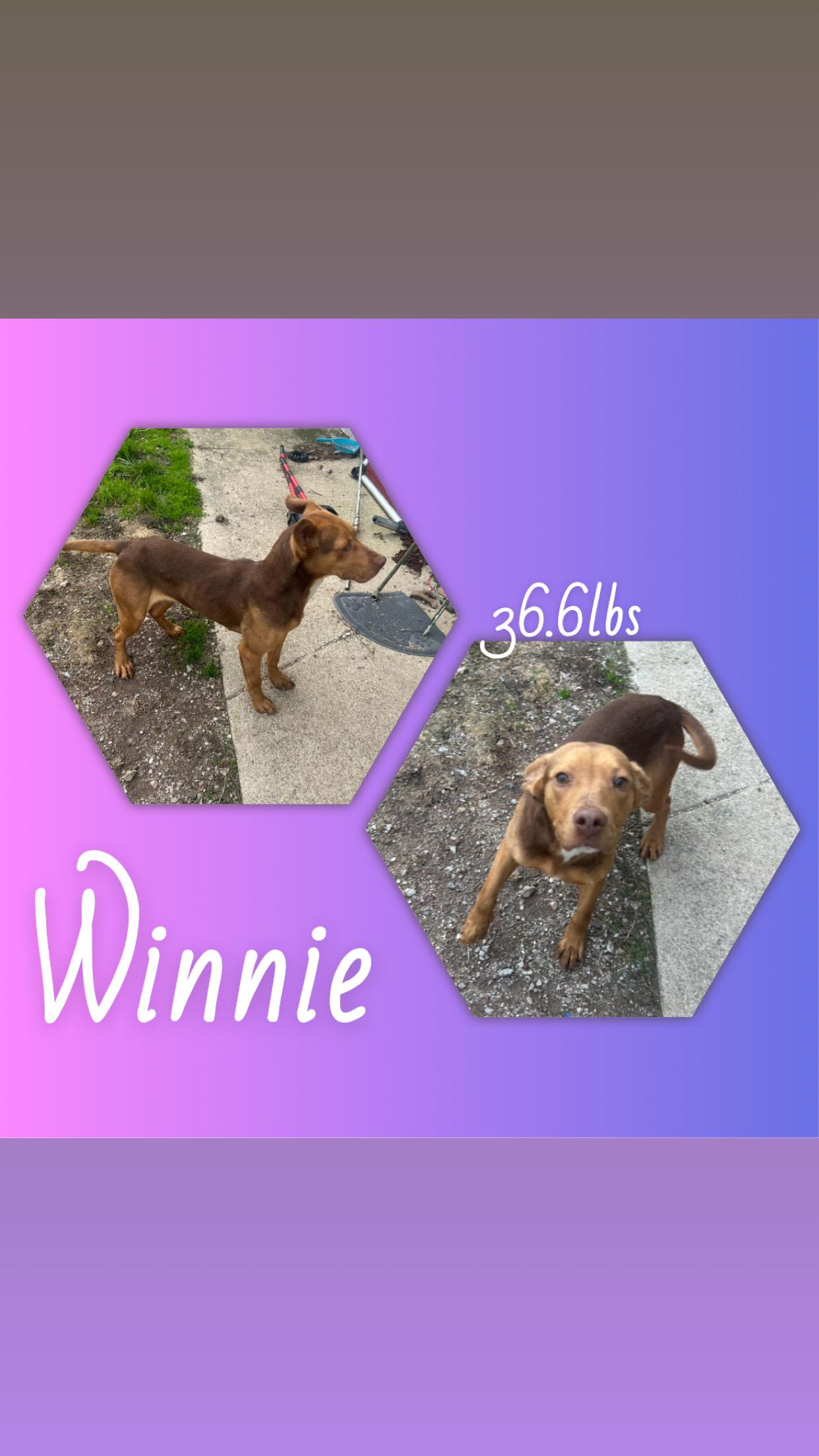 Enlarge Winnie, a ADOPTABLE mixed breed in McArthur, OH image 1/1