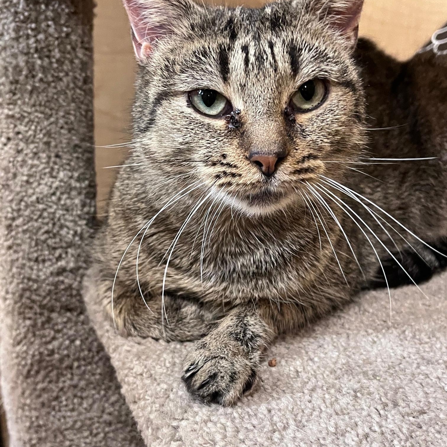 Jammie, a Adoptable Domestic Short Hair in Barrington Hills, IL image 1/5