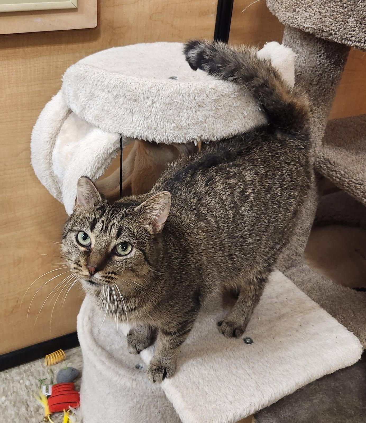 Jammie, a Adoptable Domestic Short Hair in Barrington Hills, IL image 2/5