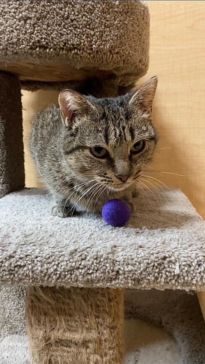 Jammie, a Adoptable Domestic Short Hair in Barrington Hills, IL image 3/5