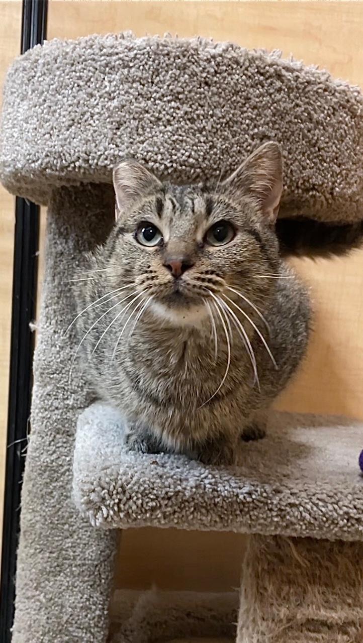 Jammie, a Adoptable Domestic Short Hair in Barrington Hills, IL image 4/5