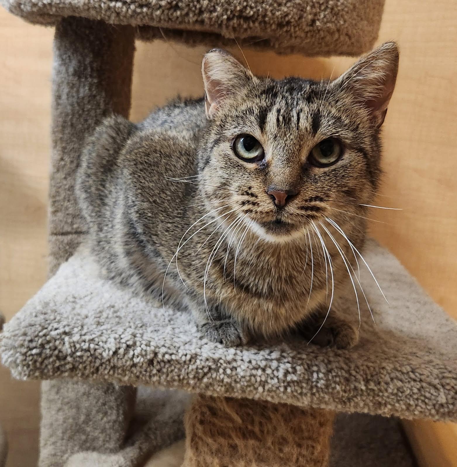 Jammie, a Adoptable Domestic Short Hair in Barrington Hills, IL image 5/5