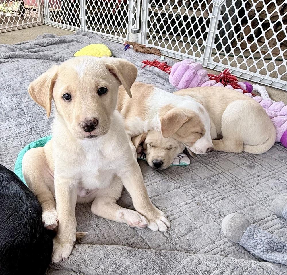 Karl, a Adoptable mixed breed in Wildomar, CA image 1/2