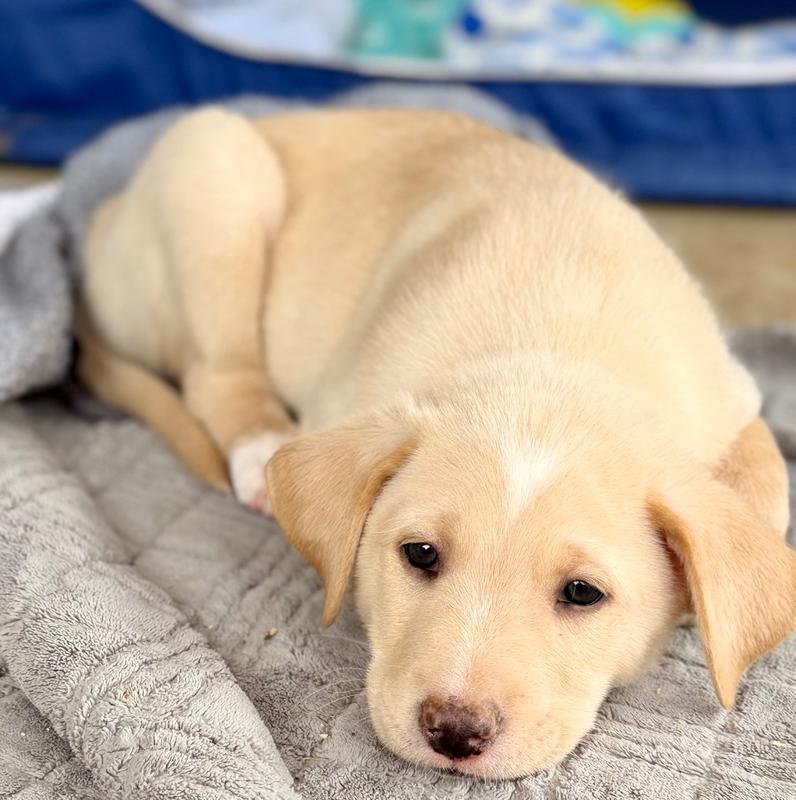 Karl, a Adoptable mixed breed in Wildomar, CA image 2/2