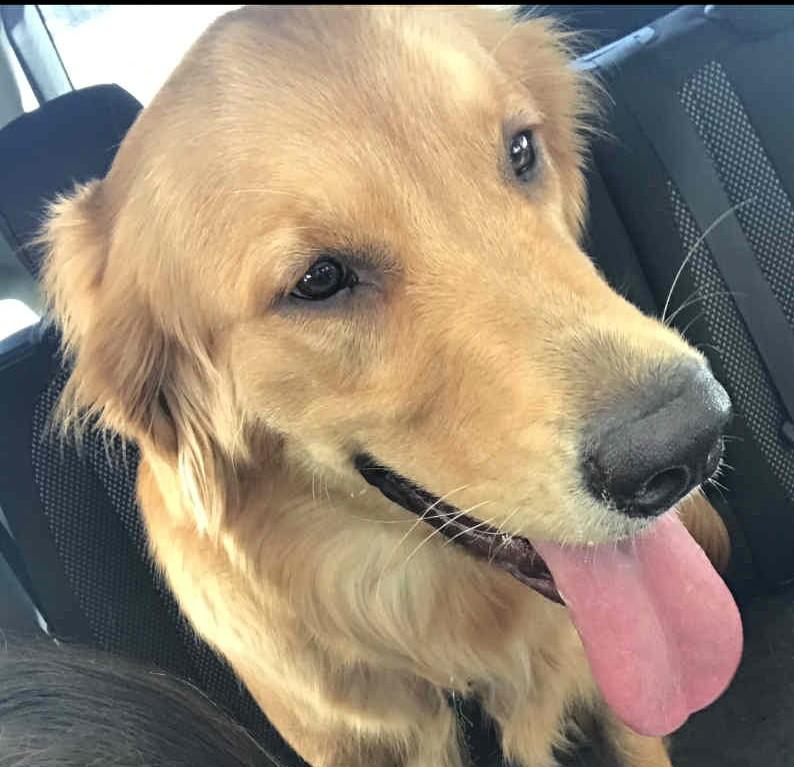 Buttercup thumbnail 2