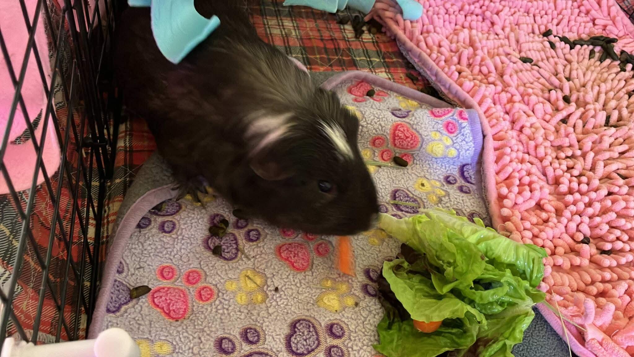 Enlarge Potato, Ginger, a ADOPTABLE Guinea Pig in Shelby Township, MI image 4/4