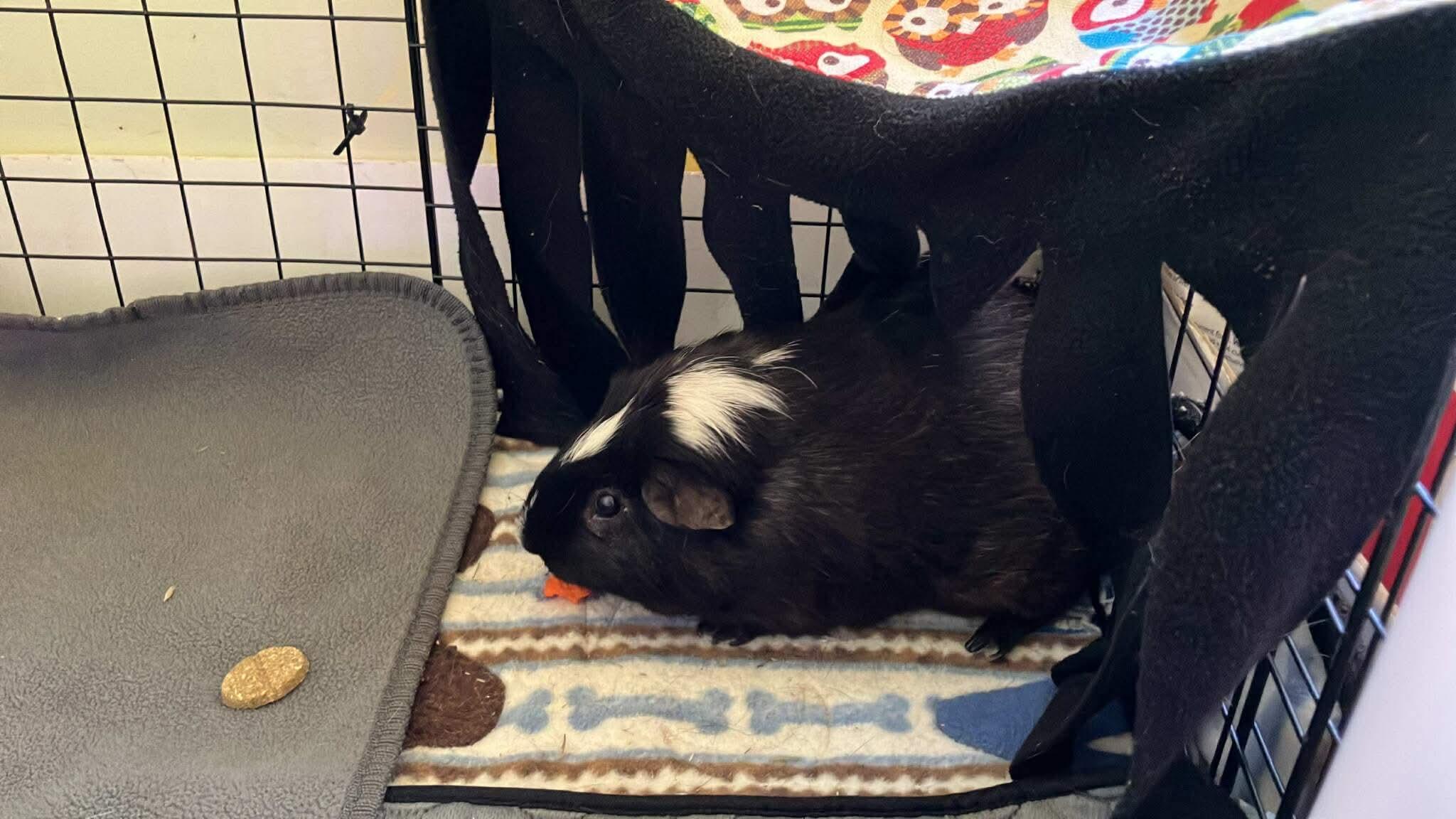 Enlarge Potato, Ginger, a ADOPTABLE Guinea Pig in Shelby Township, MI image 3/4