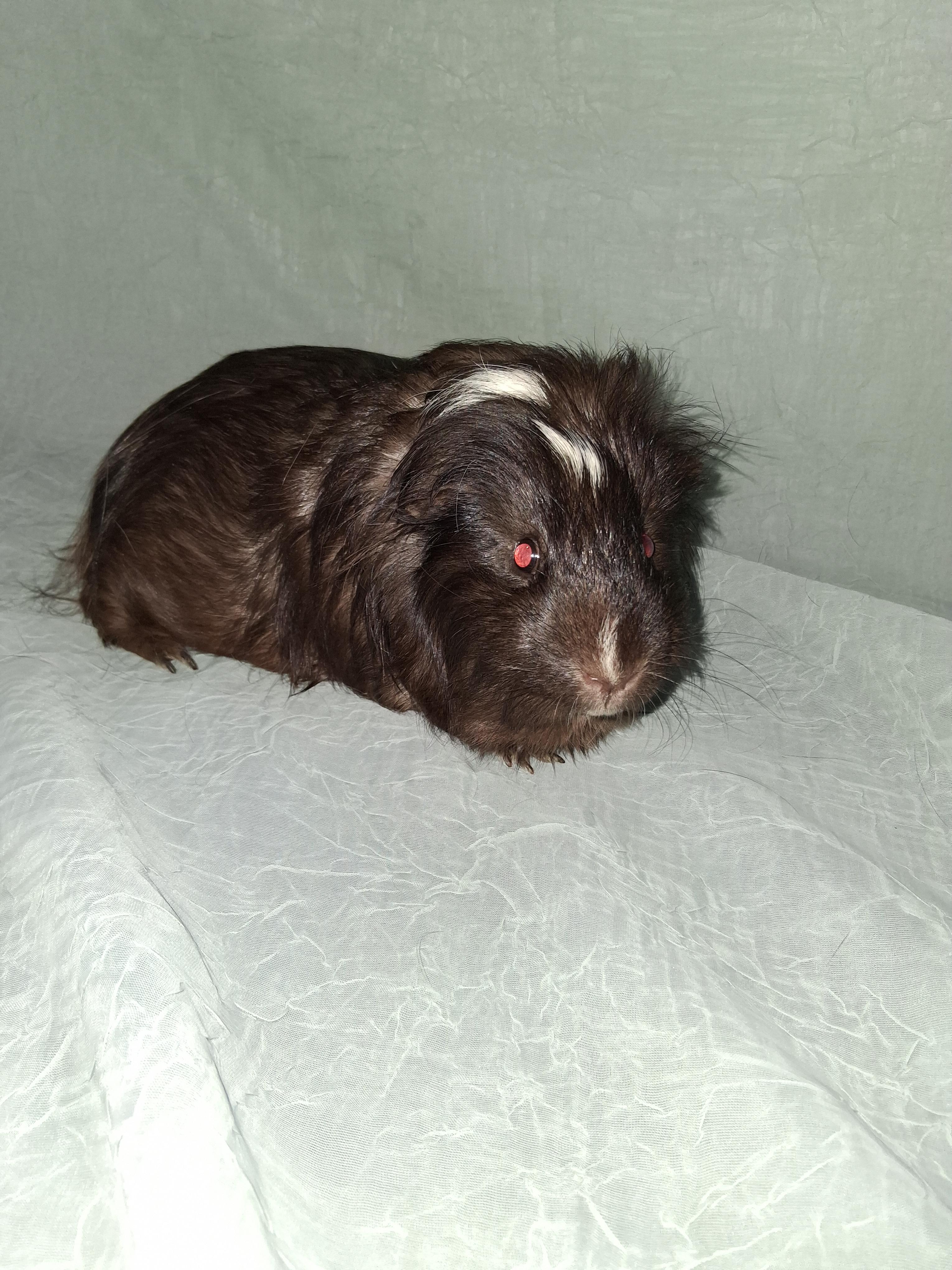 Enlarge Potato, Ginger, a ADOPTABLE Guinea Pig in Shelby Township, MI image 2/4