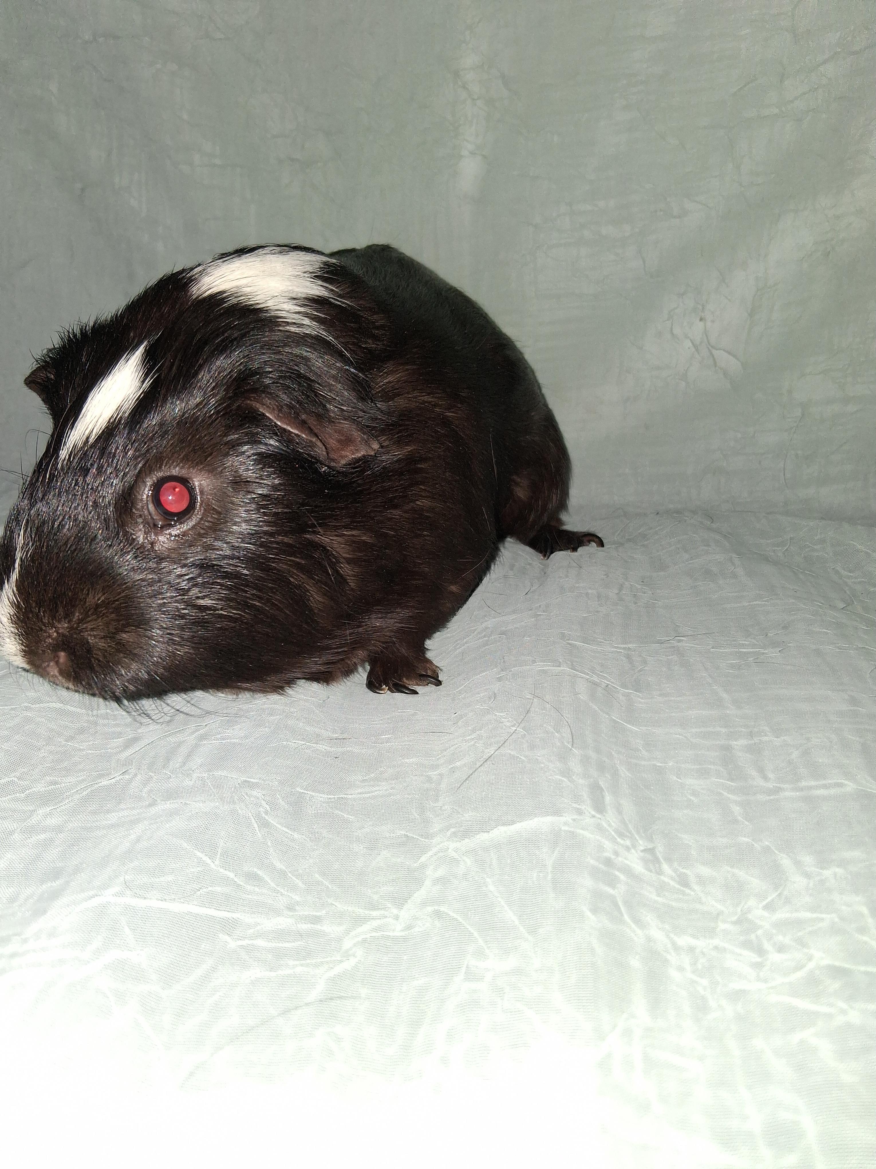 Enlarge Potato, Ginger, a ADOPTABLE Guinea Pig in Shelby Township, MI image 1/4