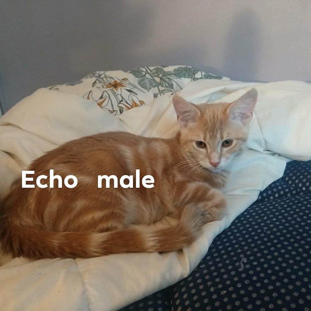 Echo, Adoptable, Kitten Male American Shorthair.