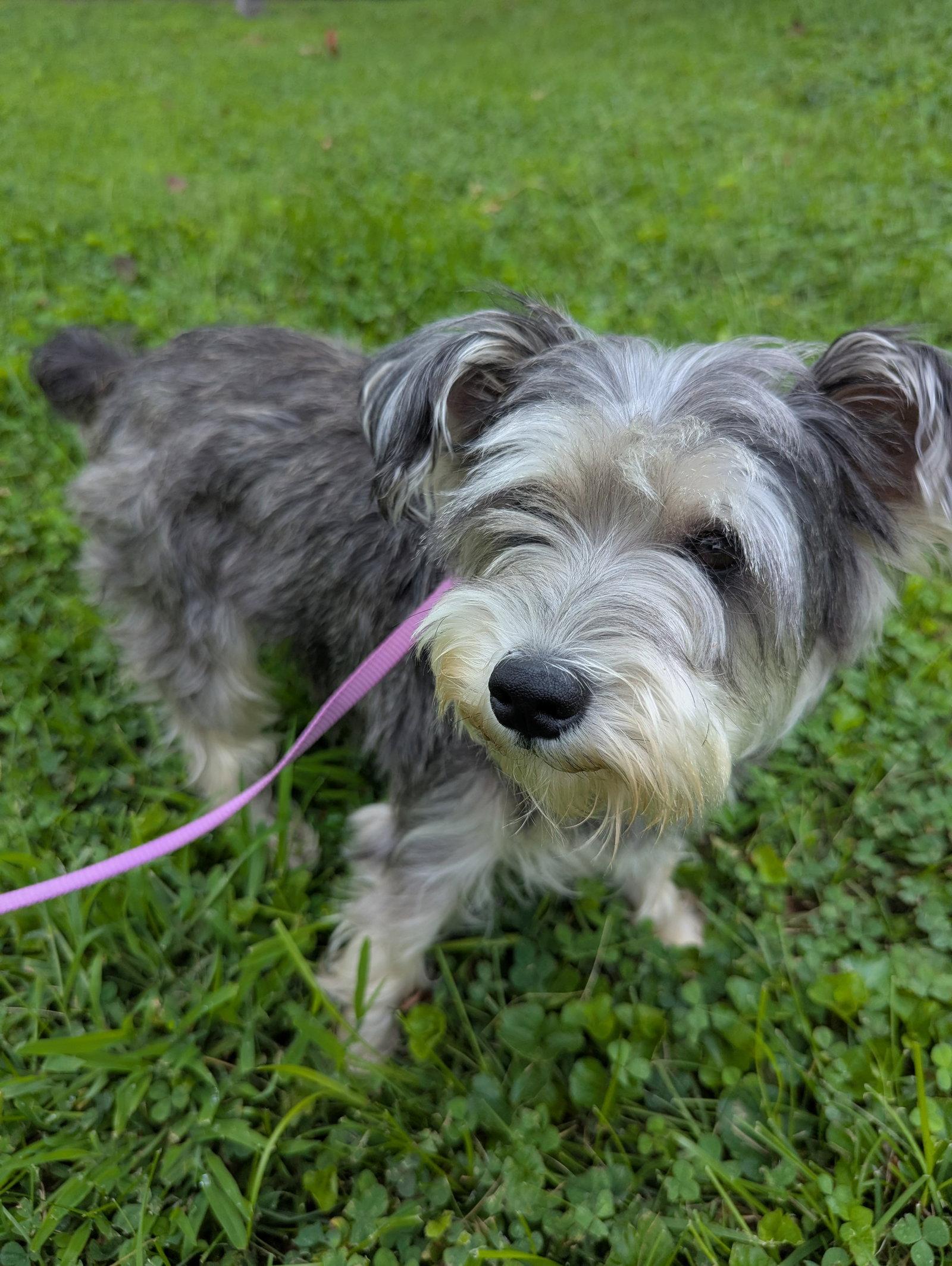 Sage, Adoptable, Adult Female Schnauzer.