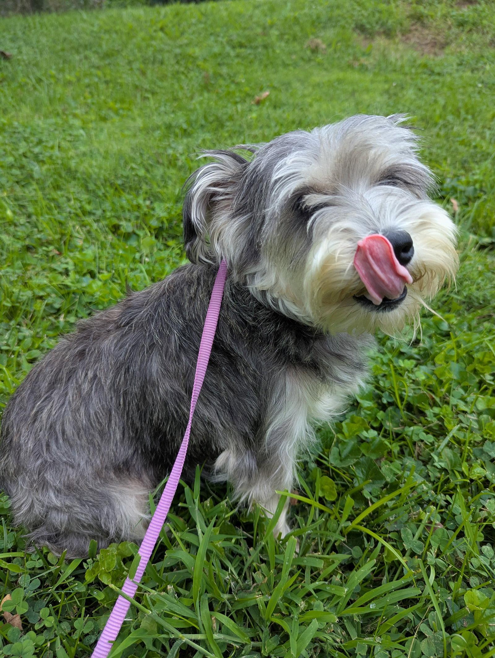 Enlarge Sage, a Adoptable Schnauzer in Alexandria, KY image 2/3