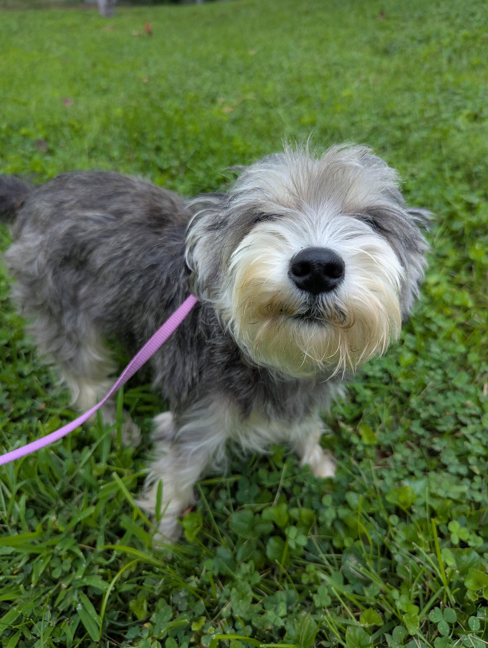 Enlarge Sage, a Adoptable Schnauzer in Alexandria, KY image 3/3