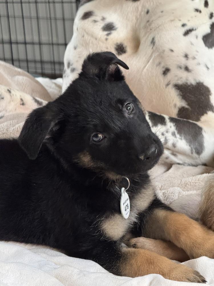 Jet aka Brown Collar, Adoptable, Puppy Male German Shepherd Dog.