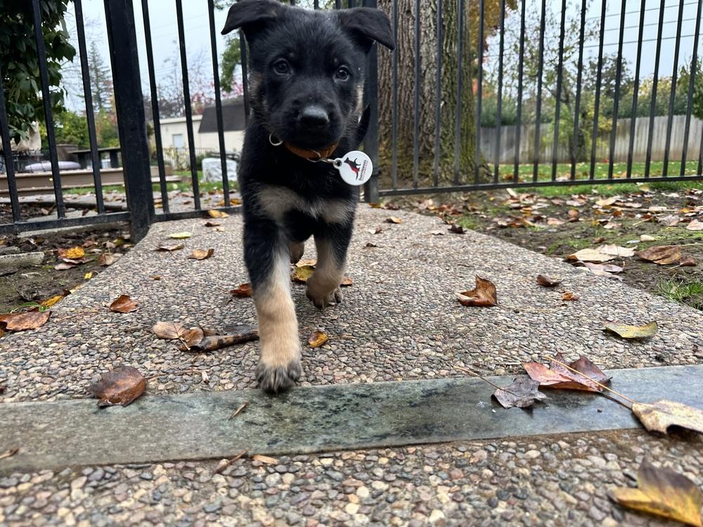 Enlarge Jet aka Brown Collar, a Adoptable German Shepherd Dog in Palo Alto, CA image 2/6
