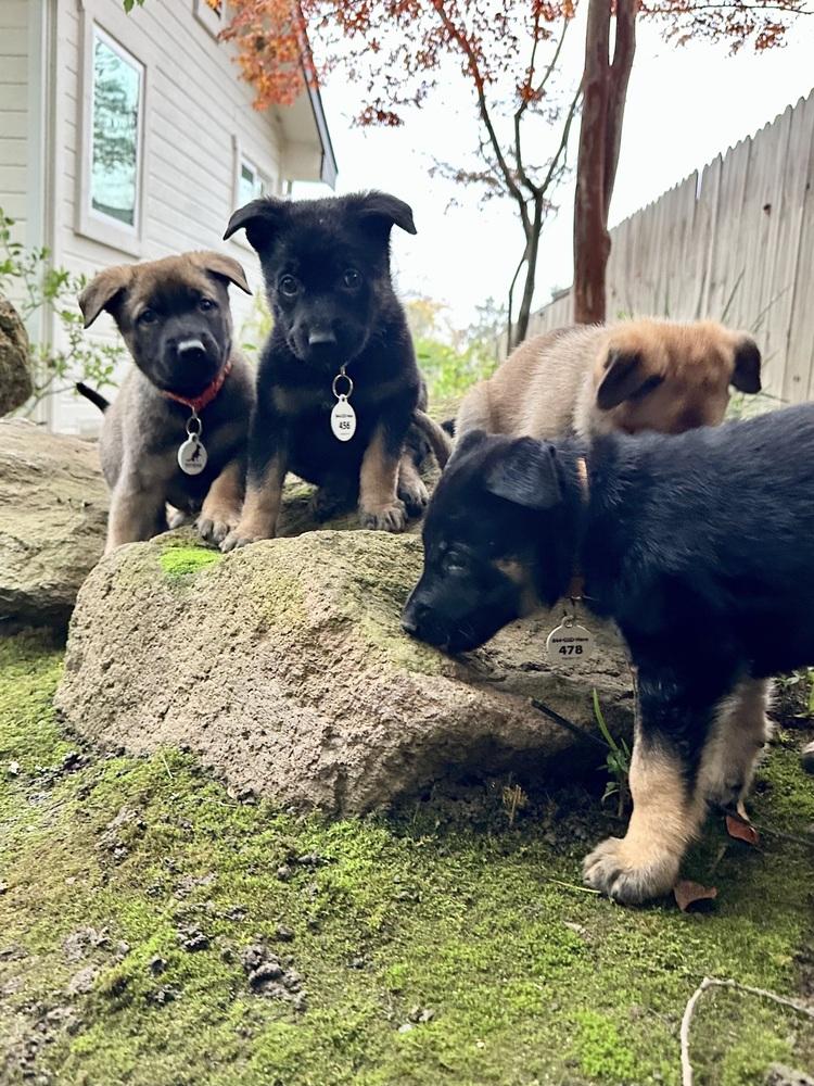 Enlarge Jet aka Brown Collar, a Adoptable German Shepherd Dog in Palo Alto, CA image 3/6
