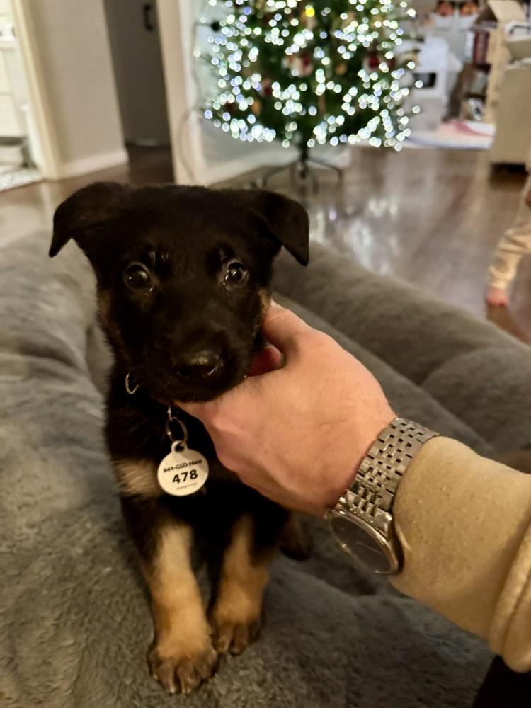 Enlarge Jet aka Brown Collar, a Adoptable German Shepherd Dog in Palo Alto, CA image 4/6