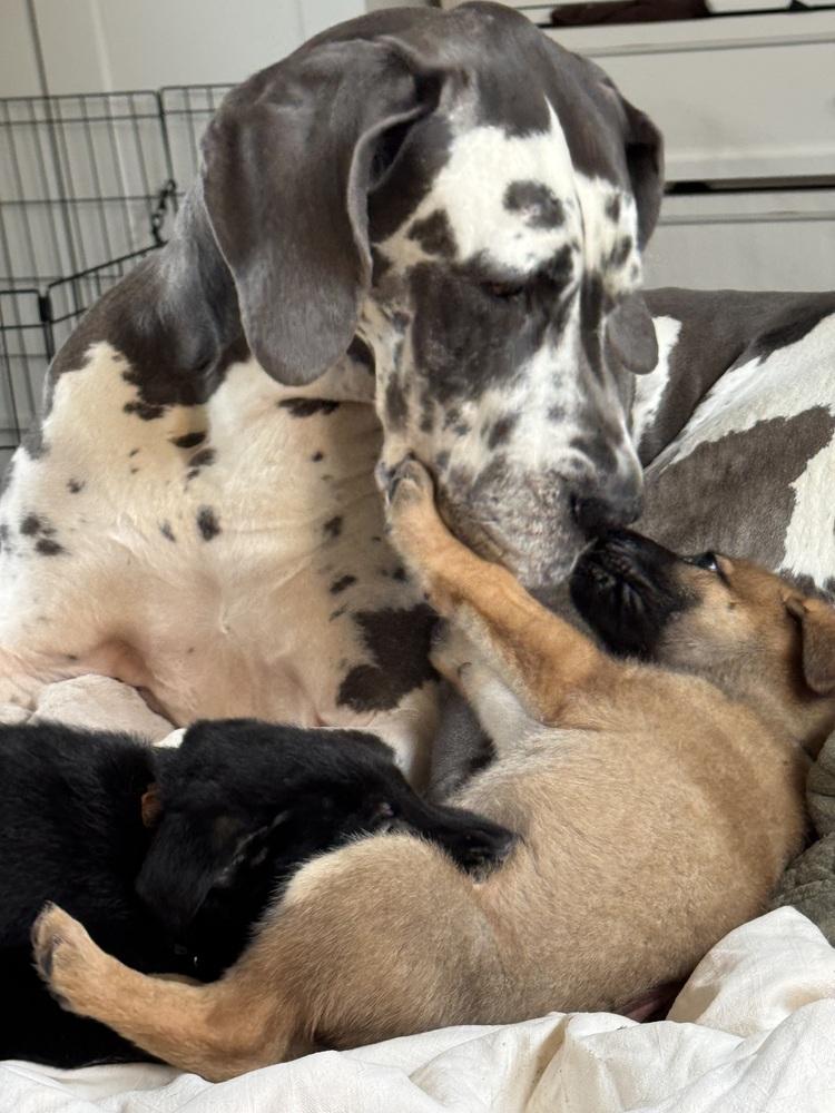 Enlarge Jet aka Brown Collar, a Adoptable German Shepherd Dog in Palo Alto, CA image 5/6
