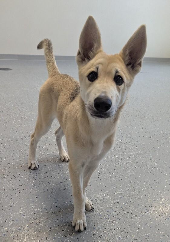 Enlarge Honey, a Adoptable mixed breed in Yankton, SD image 1/6