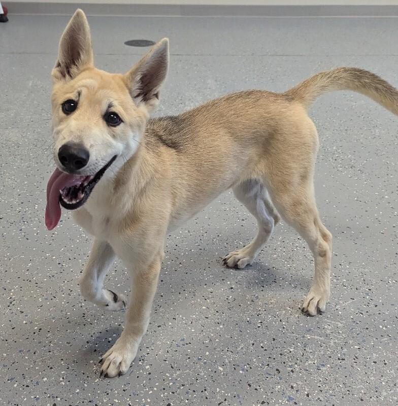 Enlarge Honey, a Adoptable mixed breed in Yankton, SD image 2/6